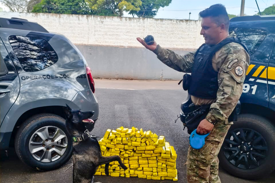 #PARA TODOS VEREM: Cadela da Polícia Penal encontra 81 kg de maconha em ação conjunta com a PRF
