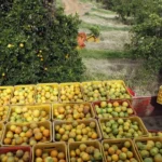 laranja