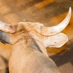 rodeio