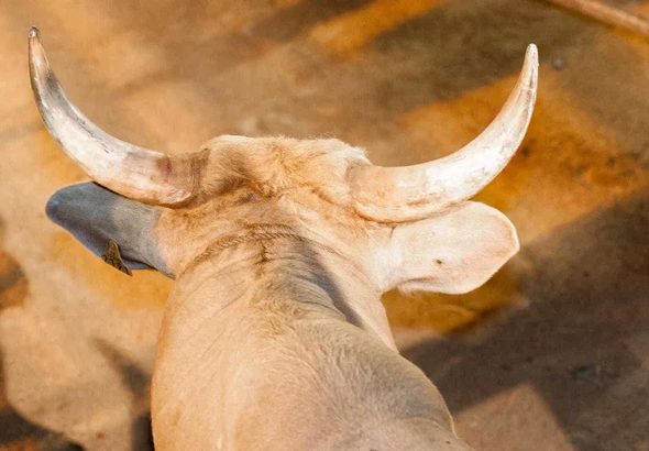 rodeio