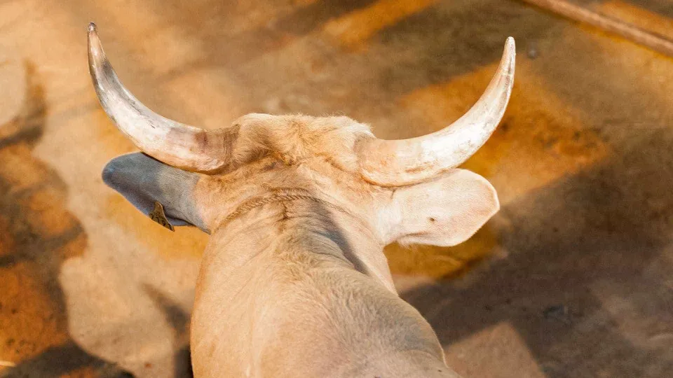 O peão Rafael Silvio Oliveira, 32, morreu após ser pisoteado por um touro durante a final do Votu International Rodeo, em Votuporanga (a 520 km de São Paulo), no domingo (10).Desenrola Brasil, entenda como vai funcionar o programa